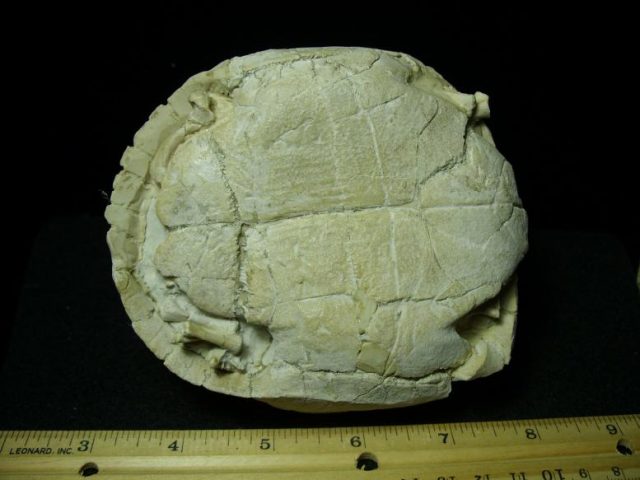 Complete Baby Fossil Tortoise (110919b) - Image 4