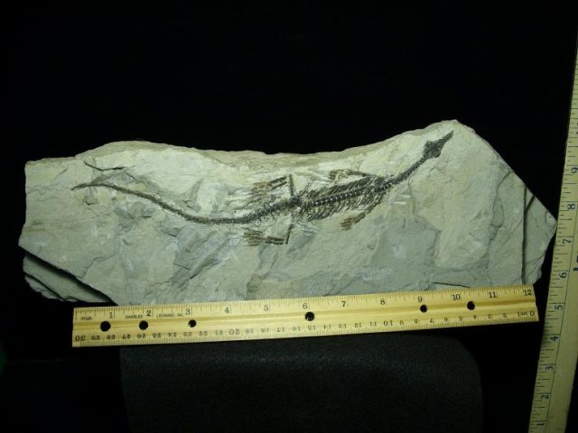 fossil dinosaur