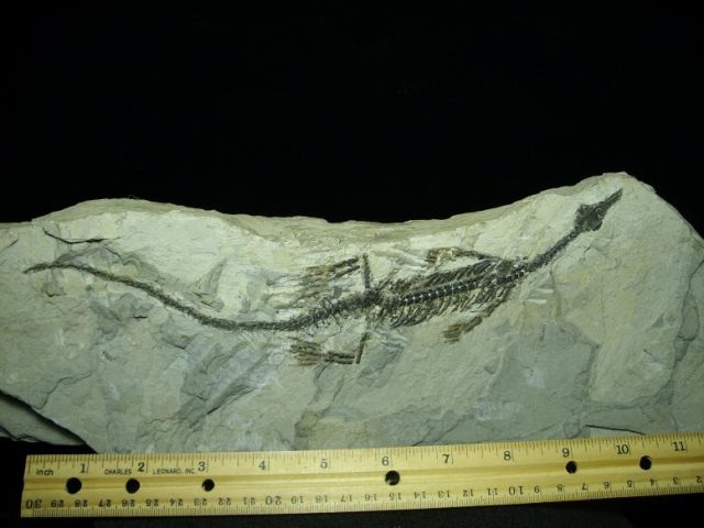 Mesosaurus Permian Reptile (110919e) - Image 2