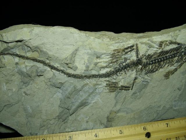 Mesosaurus Permian Reptile (110919e) - Image 3