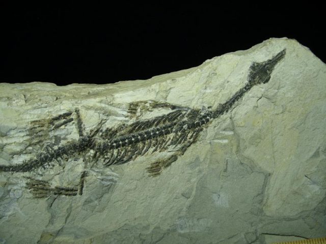 Mesosaurus Permian Reptile (110919e) - Image 4