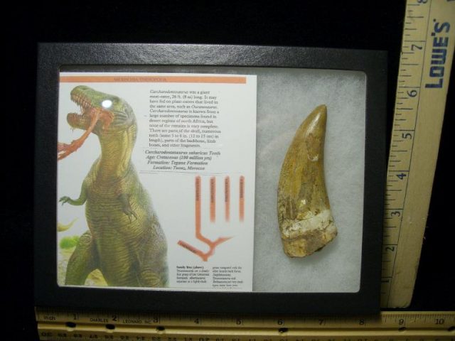 buy dinosaur teeth