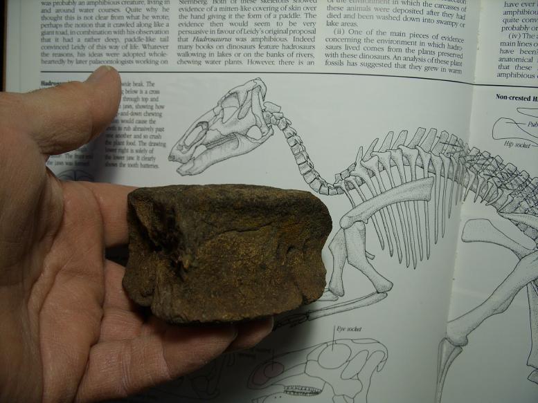 dinosaur with neck