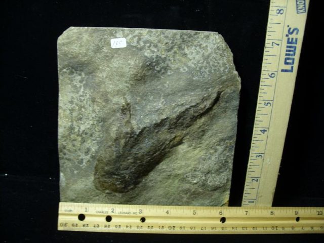 dinosaur footprints