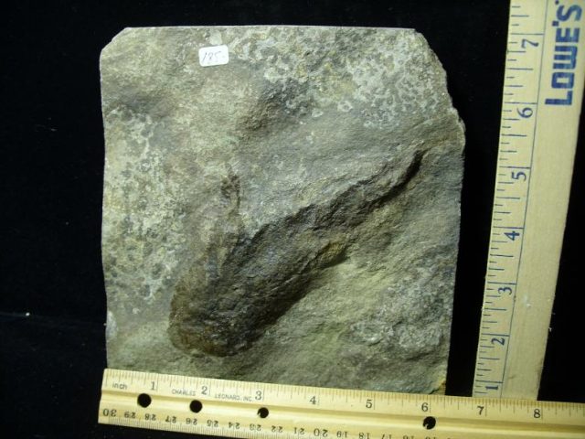 fossil collecting