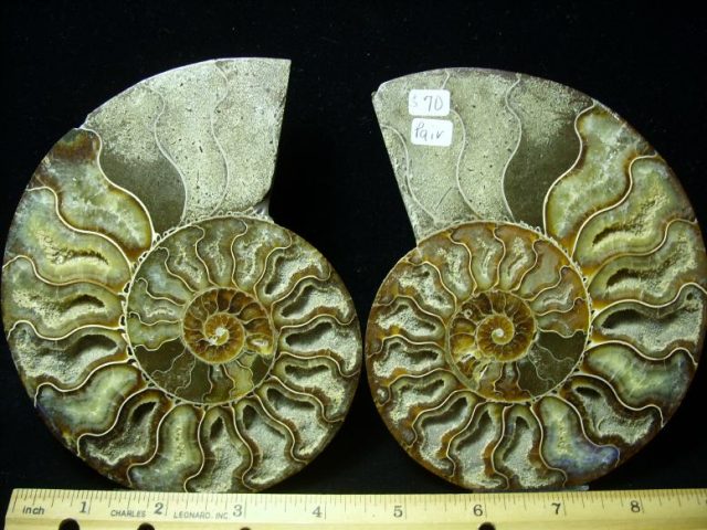 Fossil Ammonite (112019j)