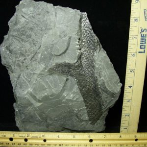 lepidodendron fossils