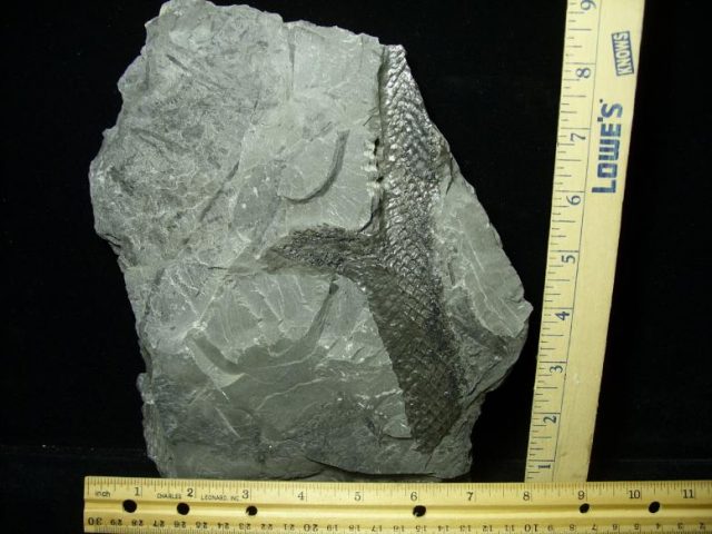lepidodendron fossils