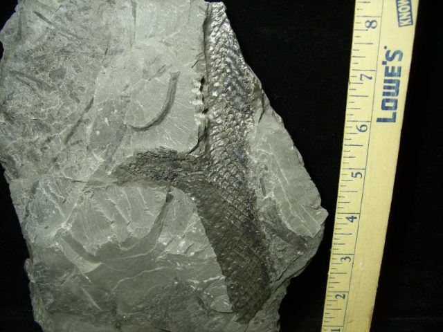 fossil fern trees