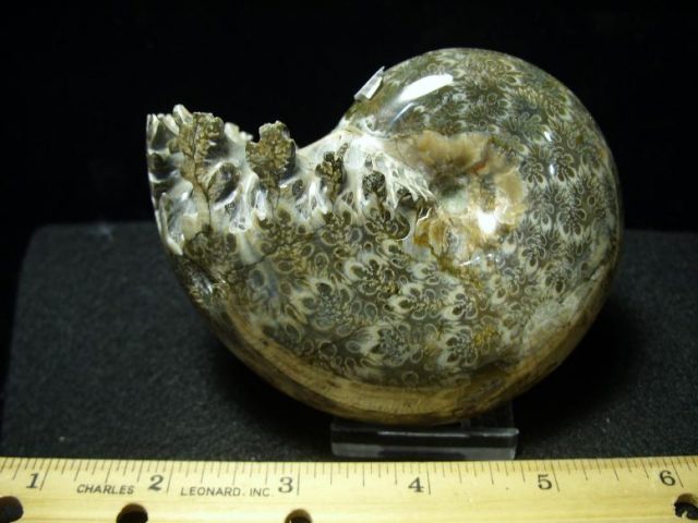 <span style="color: #ff0000;"> *END OF YEAR SPECIAL OFFER*   **SUPER PRICE REDUCTION**   Fossil Ammonite with Suture Patterns (120419j) - Image 3