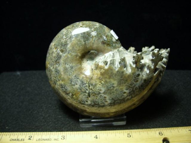 <span style="color: #ff0000;"> *END OF YEAR SPECIAL OFFER*   **SUPER PRICE REDUCTION**   Fossil Ammonite with Suture Patterns (120419j)
