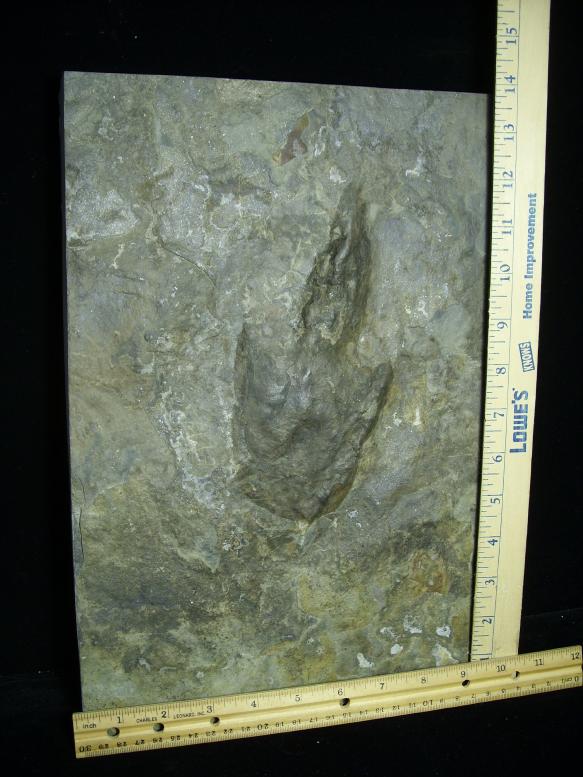 dinosaur fossil footprints for sale