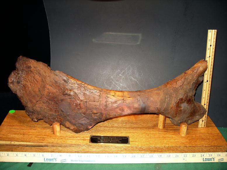 dinosaur pelvic bone