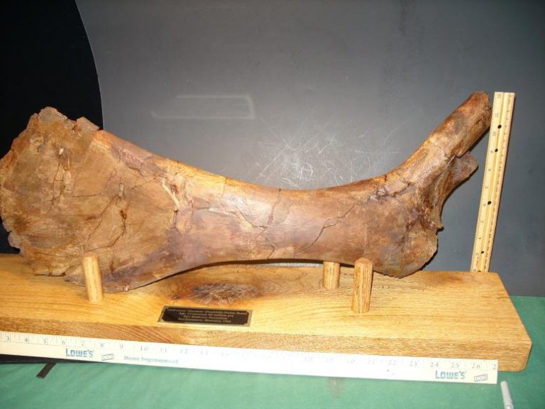 Hadrosaur “Duckbill Dinosaur” Pubis Bone (Pelvic area ) (121819z) - The