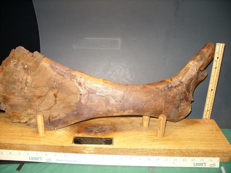 Hadrosaur “Duckbill Dinosaur” Pubis Bone (Pelvic area ) (121819z) - The