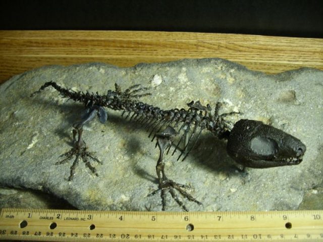 Captorhinus Reptile (010420r)
