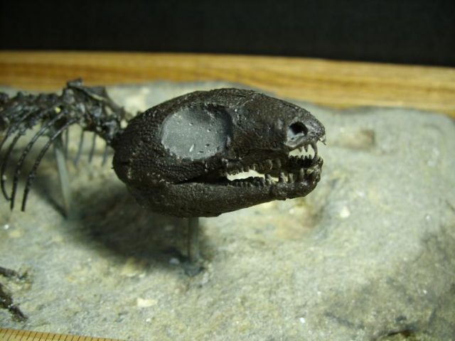 Captorhinus Reptile (010420r) - Image 3