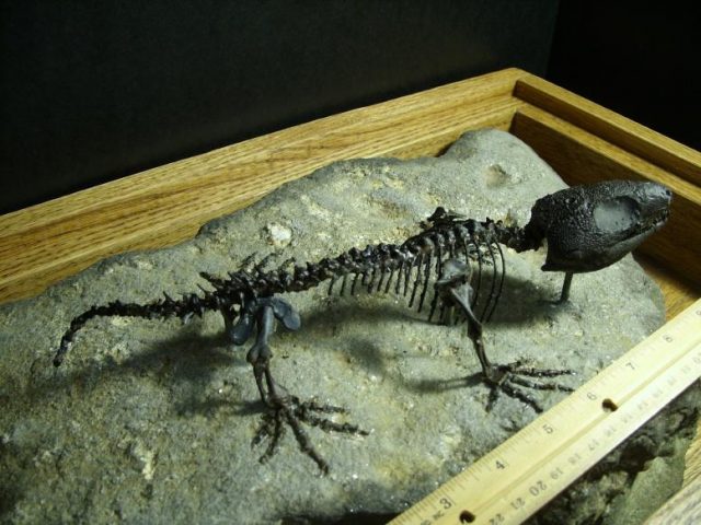 Captorhinus Reptile (010420r) - Image 4