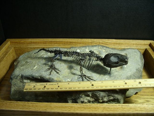 Captorhinus Reptile (010420r) - Image 5