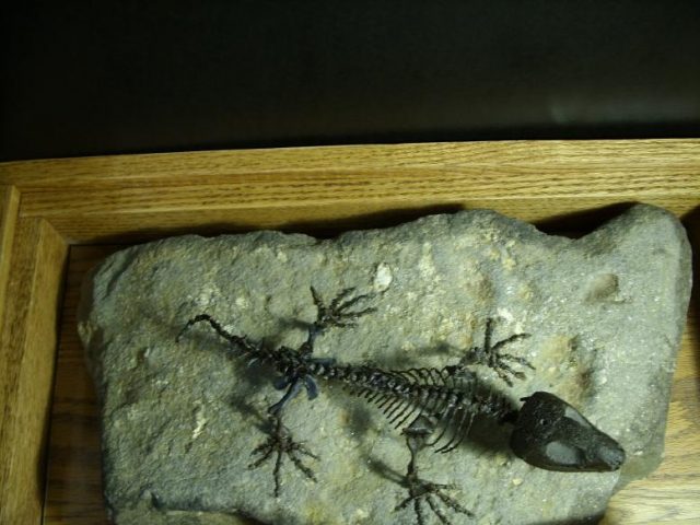 Captorhinus Reptile (010420r) - Image 6