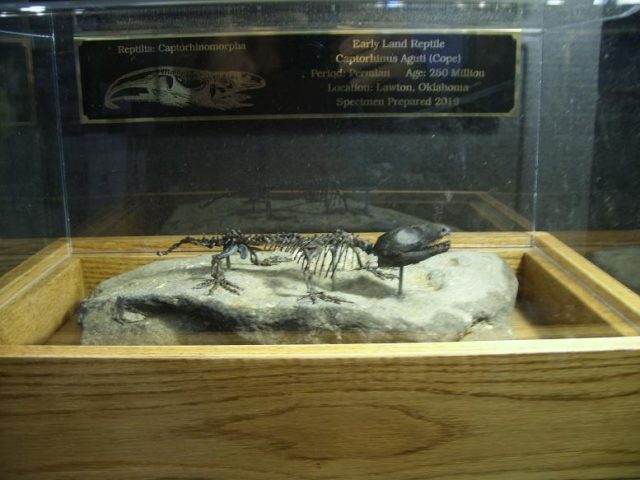 Captorhinus Reptile (010420r) - Image 7