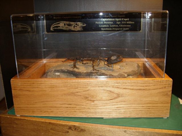 Captorhinus Reptile (010420r) - Image 8