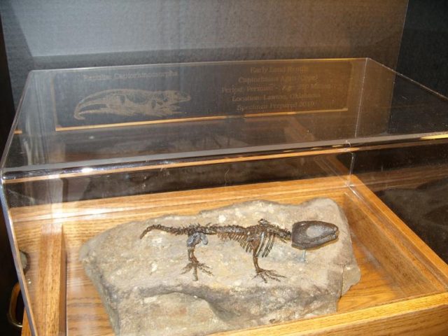 Captorhinus Reptile (010420r) - Image 9