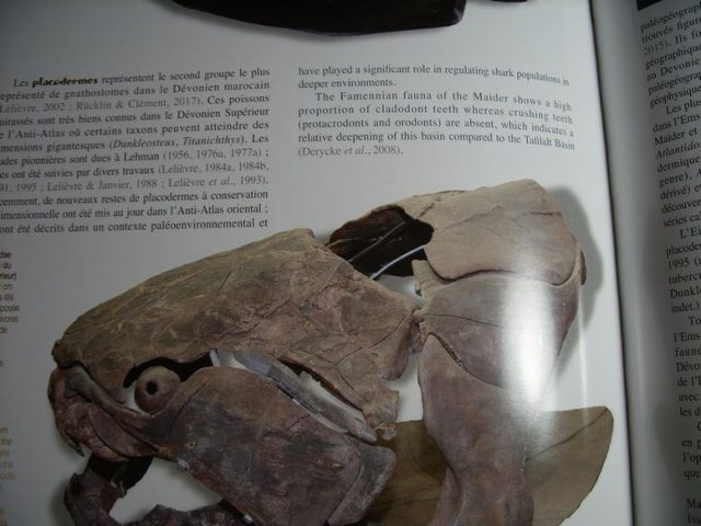 Fossils from Morocco Book (013020b) - Image 3