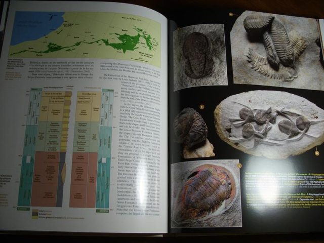 Fossils from Morocco Book (013020b) - Image 4