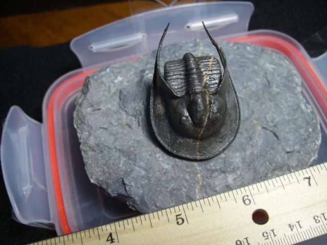 Harpes Trilobite  (013020n)