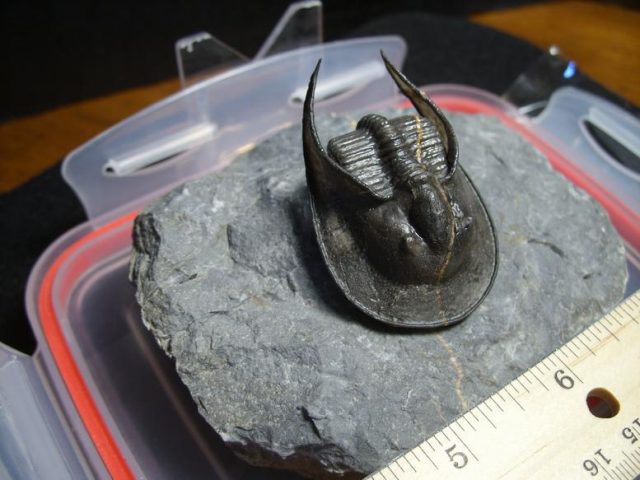 Harpes Trilobite  (013020n) - Image 2