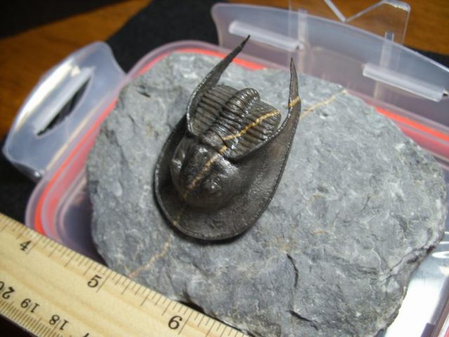 Harpes Trilobite  (013020n) - Image 3
