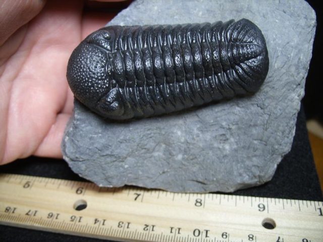 Fossil Phacops Trilobite (013329b) - Image 3