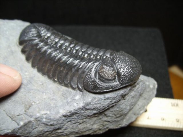 Fossil Phacops Trilobite (013329b) - Image 2