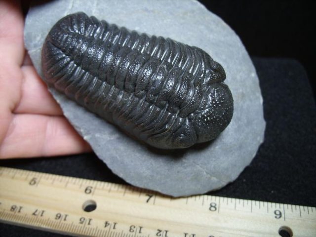 Fossil Phacops Trilobite (013320c) - Image 2
