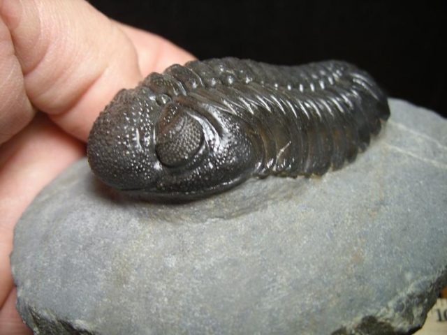 Fossil Phacops Trilobite (013320c)