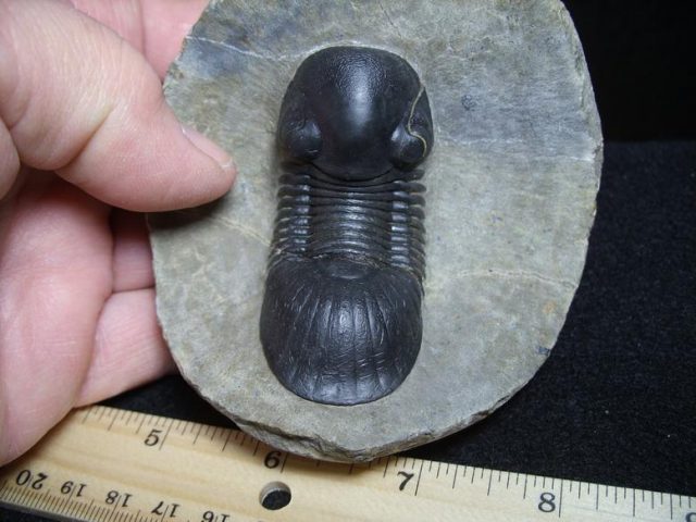 ***CHRISTMAS SALE***Fossil Trilobite Praralejurus (013320d) - Image 2
