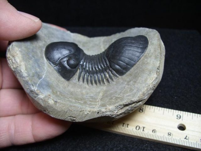 ***CHRISTMAS SALE***Fossil Trilobite Praralejurus (013320d) - Image 3