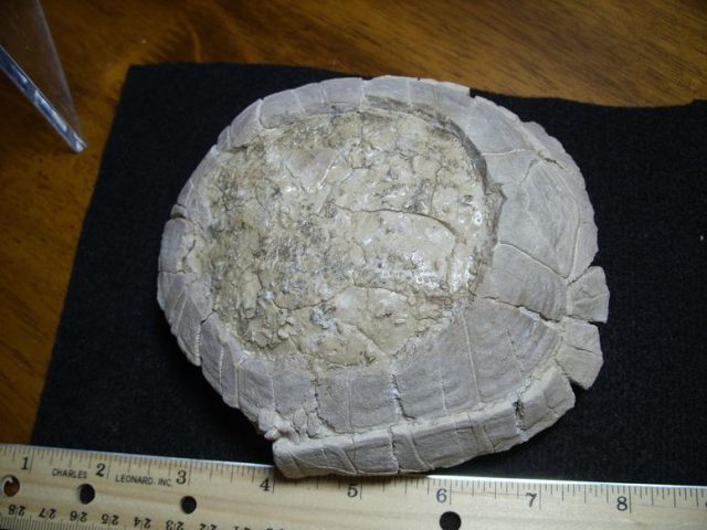 Fossil Tortoise (013820d)