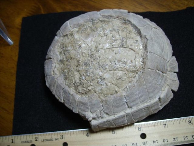 Fossil Tortoise (013820d) - Image 2