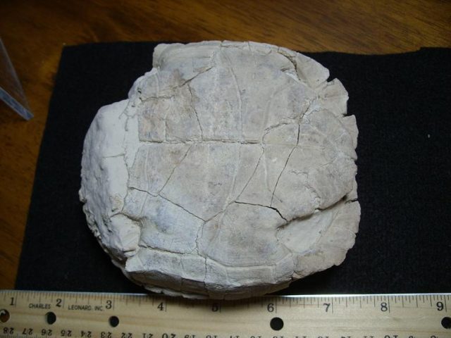 Fossil Tortoise (013820d) - Image 3