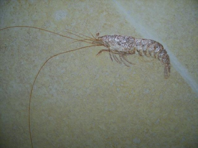 Fossil Shrimp Specimen (020220b)