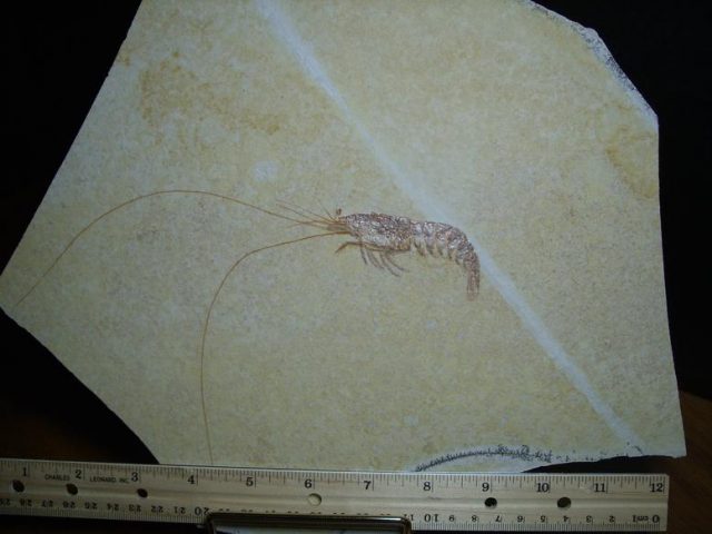 Fossil Shrimp Specimen (020220b) - Image 3