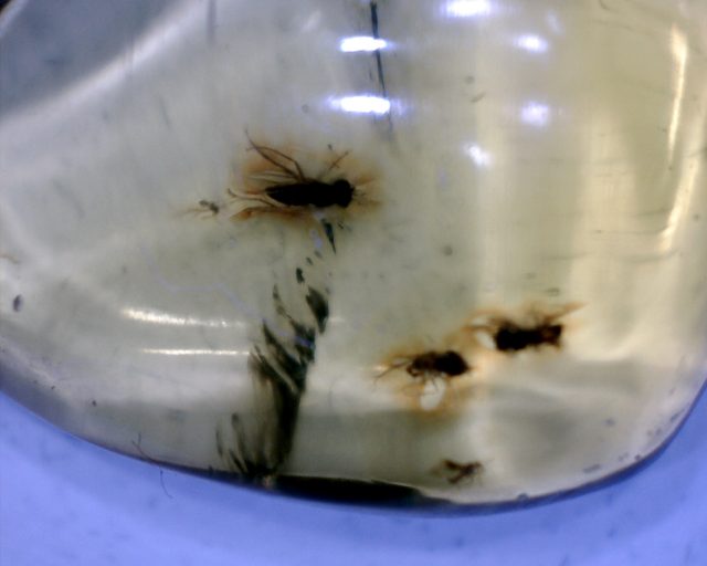 Dominican Amber Specimen with Mosquito (022320h)