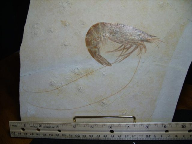 Large Fossil Shrimp Specimen (020220d)