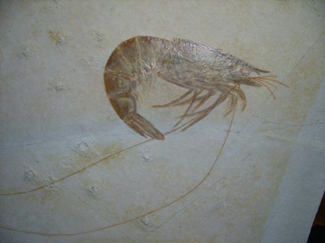 Large Fossil Shrimp Specimen (020220d) - Image 2