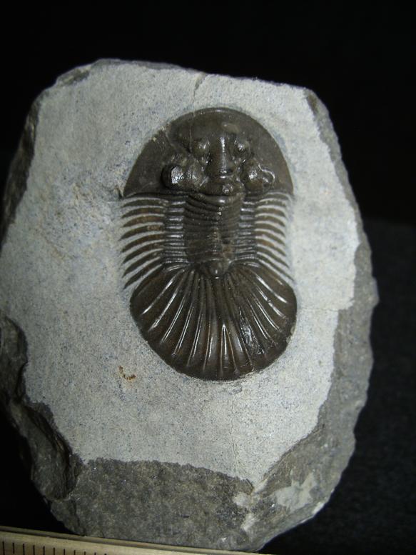 Scutellum Fossil Trilobite (020220m) - The Stones & Bones Collection