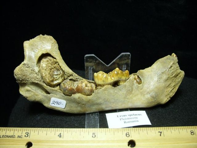 <span style="color: #ff0000;"> *END OF YEAR SPECIAL OFFER*   **SUPER PRICE REDUCTION** Baby Fossilized Cave Bear Jaw (020920c)