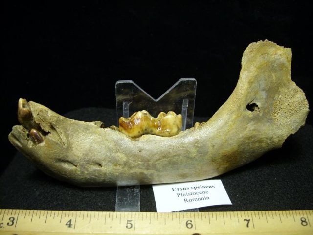 <span style="color: #ff0000;"> *END OF YEAR SPECIAL OFFER*   **SUPER PRICE REDUCTION** Baby Fossilized Cave Bear Jaw (020920c) - Image 3