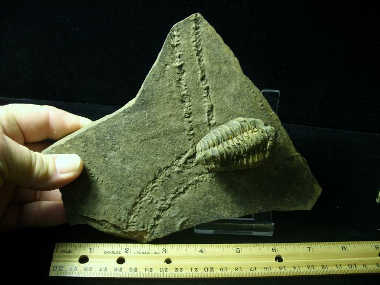 fossilized dinosaur tracks